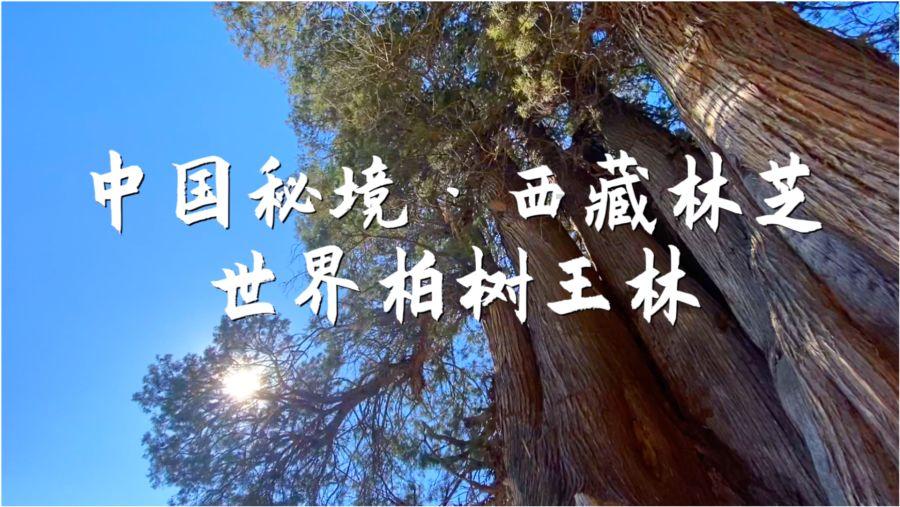 张兰：春暖花开，桃花朵朵